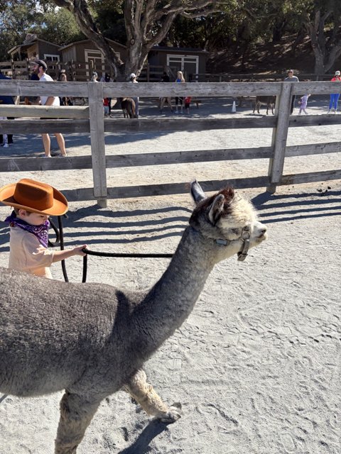 Little Cowboy Leads the Way