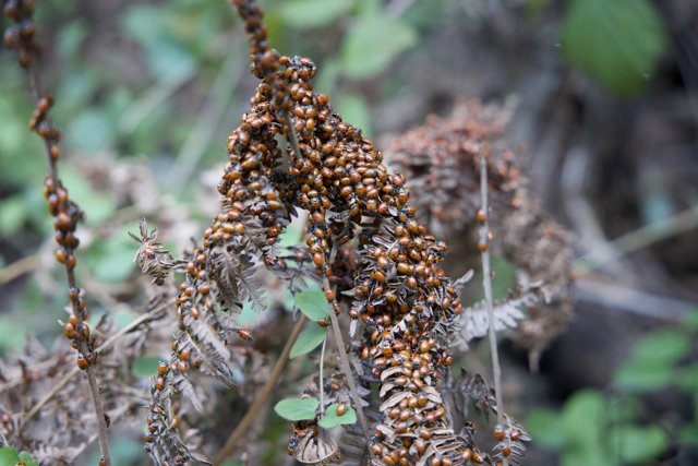 A Gathering of Ladybugs on Huckleberry Trail