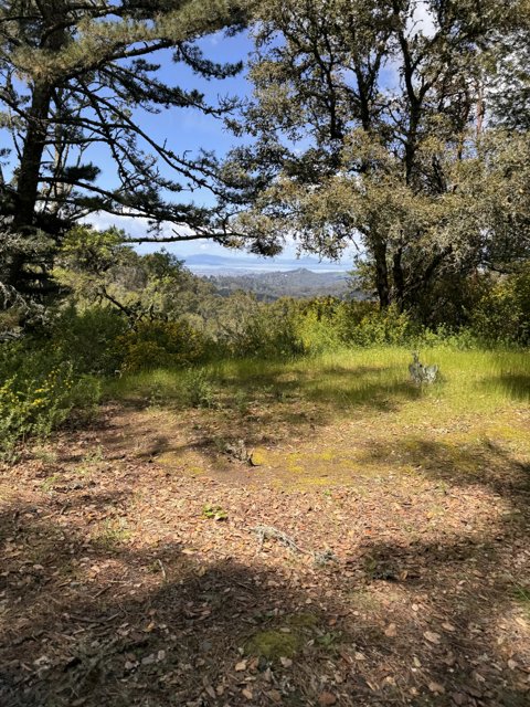 Woodland Serenity in Tilden Park