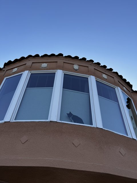 Bay Window Kitty Gazing at the Blue Sky