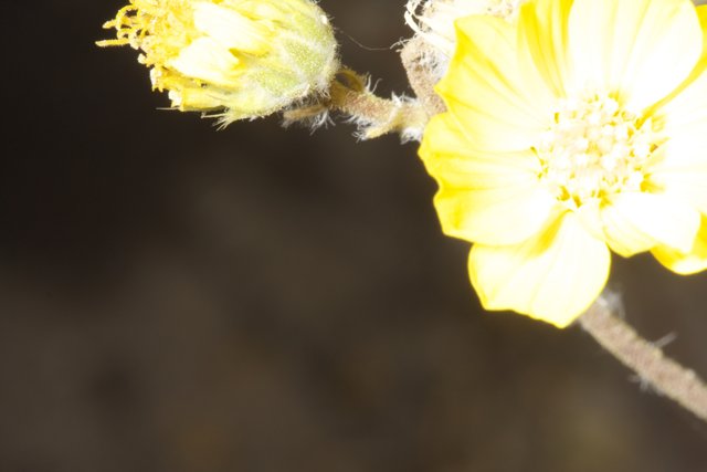 Buzzing on a Geranium