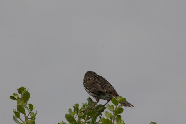 Sparrow's Rest