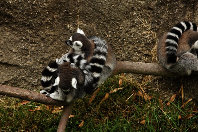 The Lemur Trio of Oakland Zoo