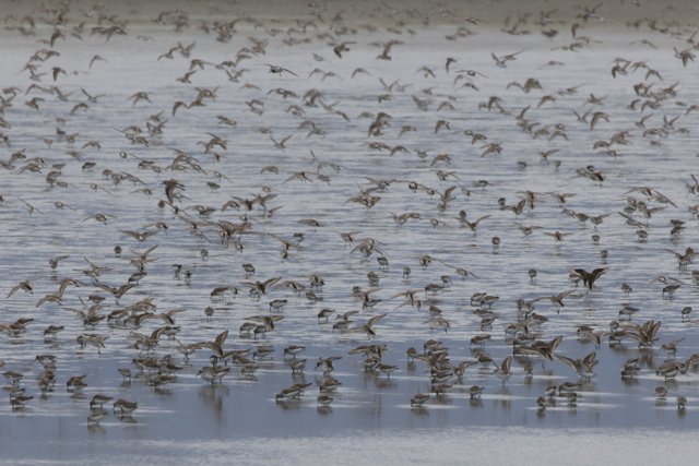 Flight of the Sandpipers
