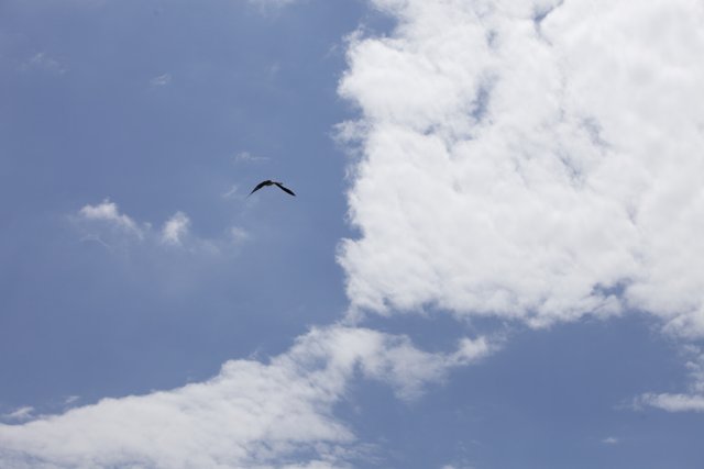 Majestic Vulture Soaring Through the Azure Sky