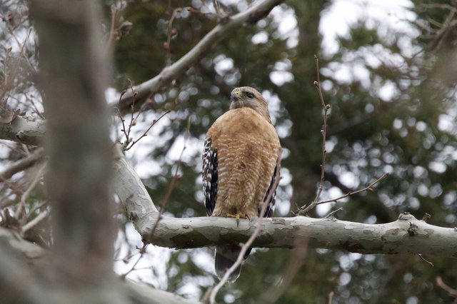 Red-shouldered Hawk Perched on Winter Branch
