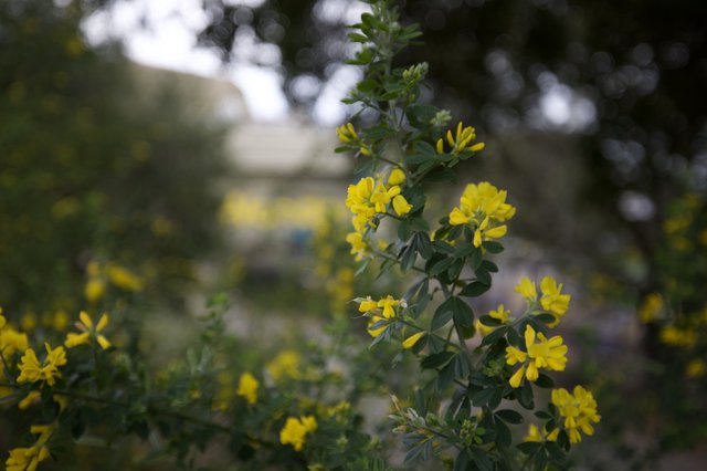 Bright Yellow Crown Vetch Flowers in Soft Focus