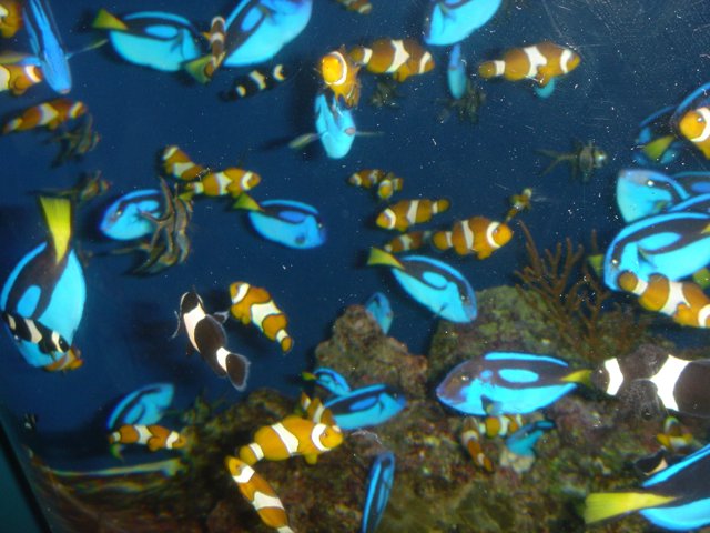 Colorful Fish in the Aquarium