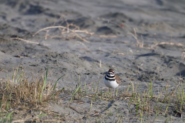 Killdeer Shorebird on Muddy Beach at Golden Hour