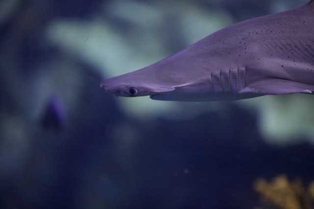 Majestic Shark in Captivity
