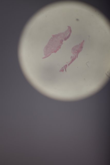 Pink Stain on a Small White Plate