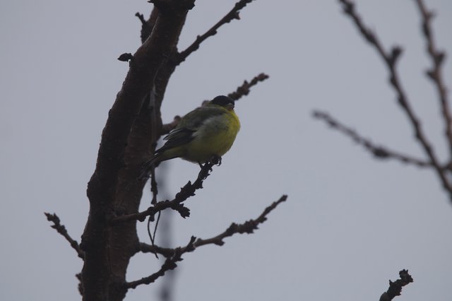 Great Tit Perched on Bare Winter Branch