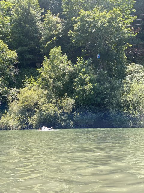 Swinging on the Lake