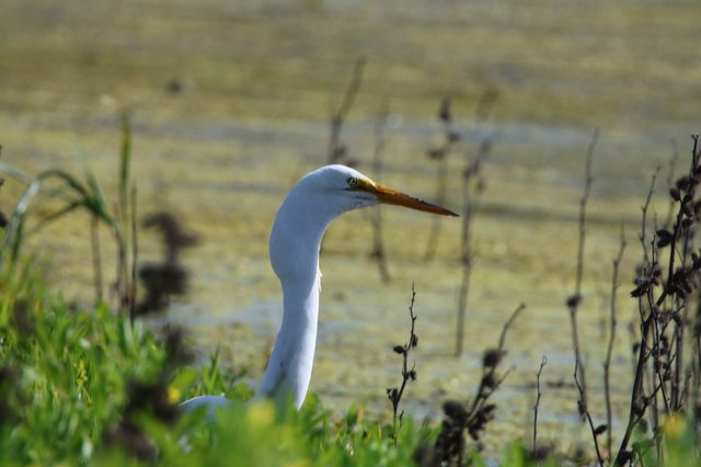 Great Egret Hunting at Wetland Marsh Edge