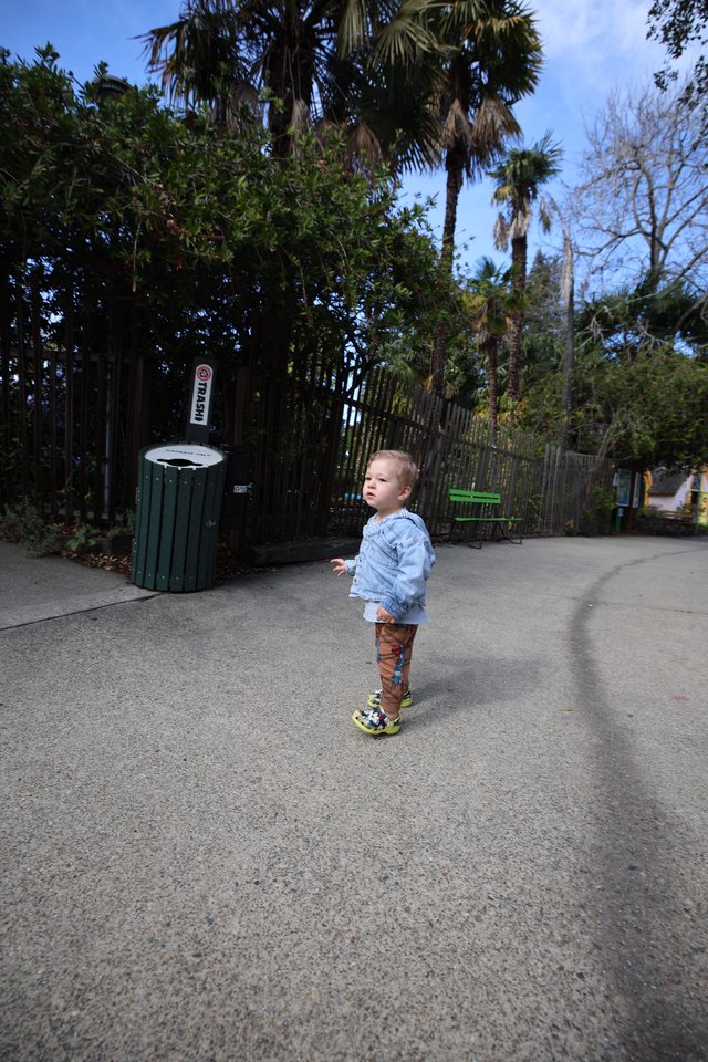 Young Child Exploring Path in Tropical Garden