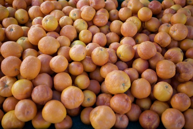 A Bountiful Harvest of Fresh Citrus Fruit
