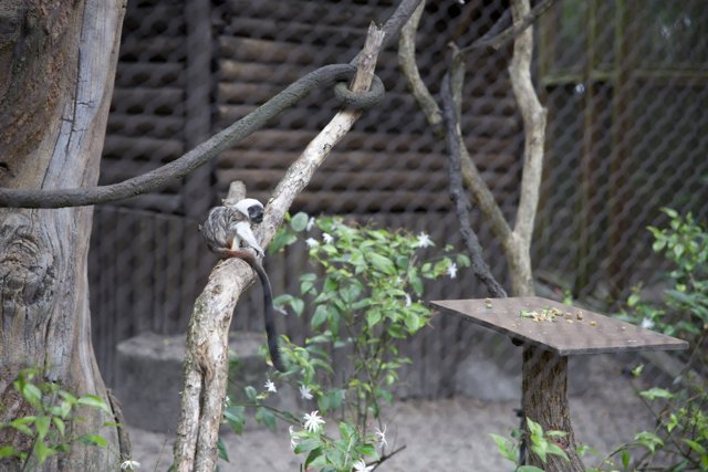 Primate Ponderings in Animal Kingdom