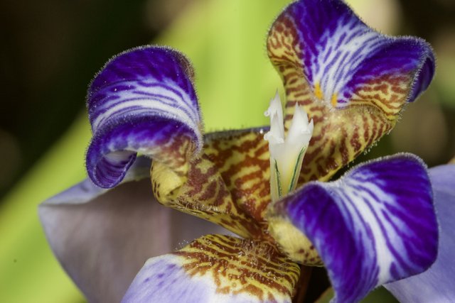 A Vibrant Purple and Yellow Iris