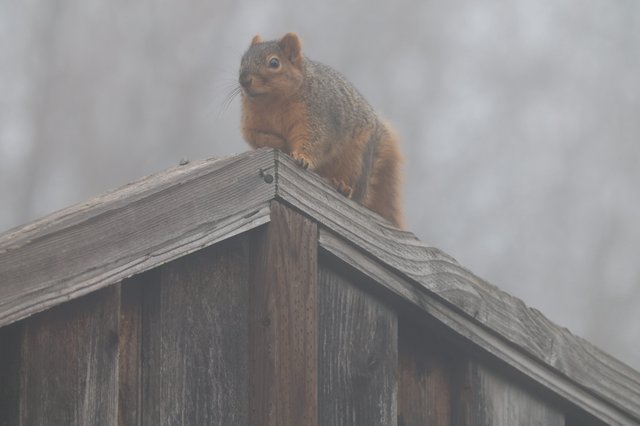 Alert Squirrel Perched on Wooden Fence in Fog