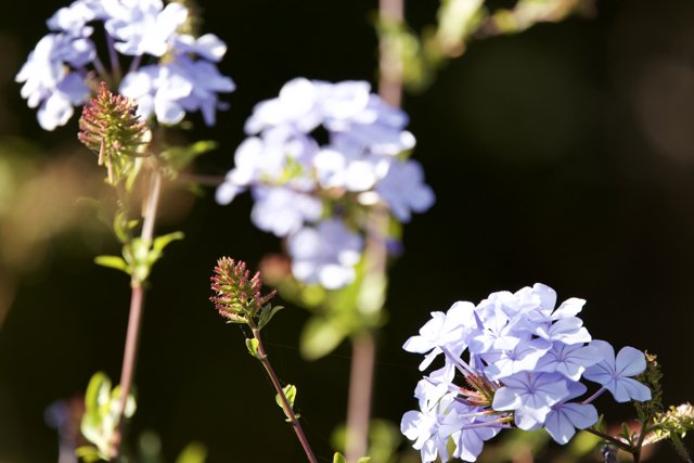 Enigmatic Blue - A Floral Symphony