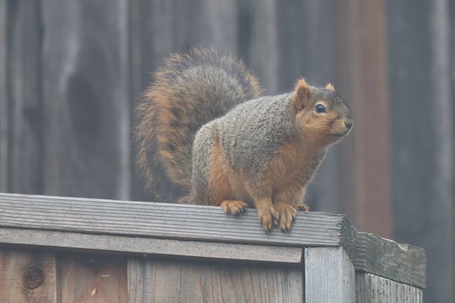 Fox Squirrel Perched on Weathered Wooden Fence