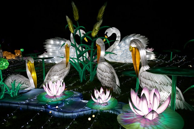 Symphony of Swans and Lilies - Night Edition