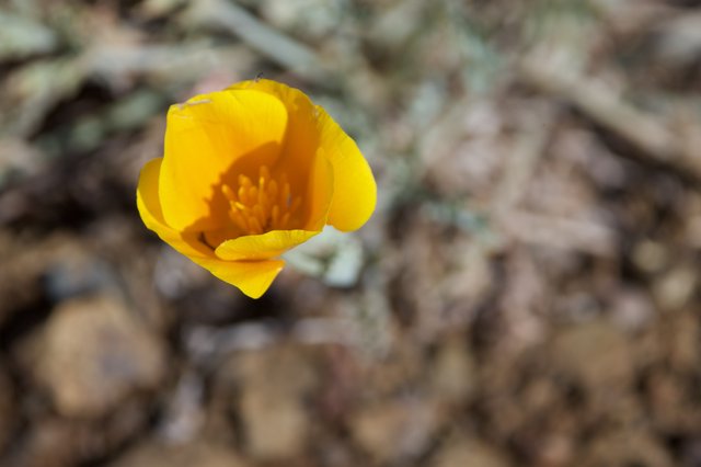 Previous
