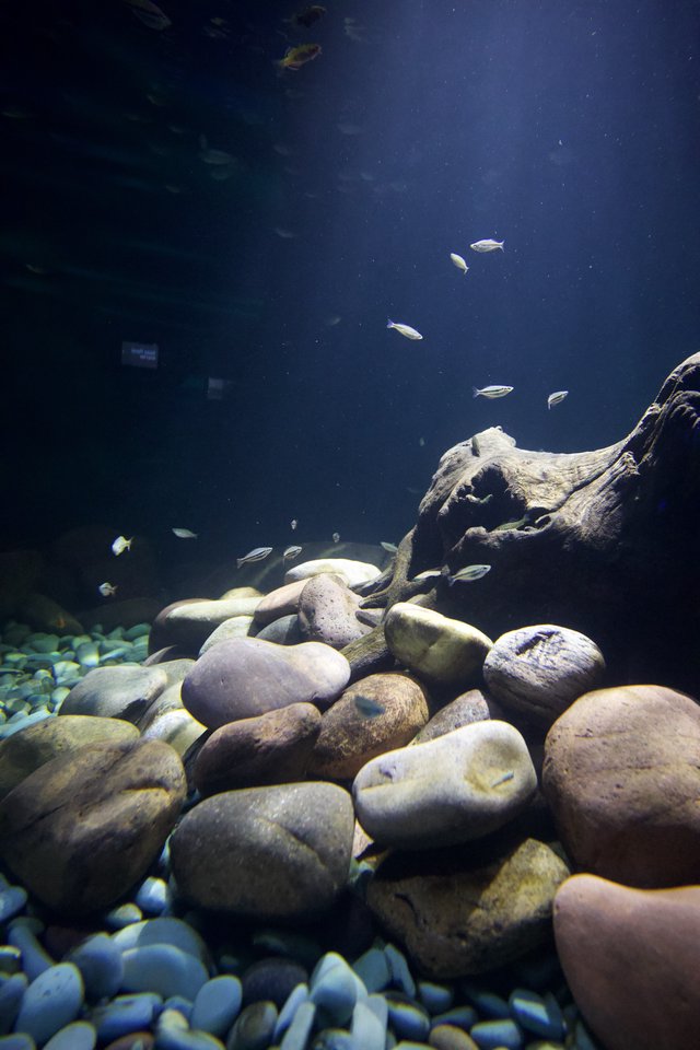 Underwater Freshwater Habitat with River Rocks and Small Fish