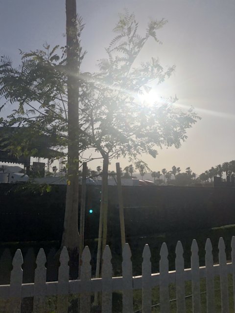 Sunlit Tree Against a Picket Fence