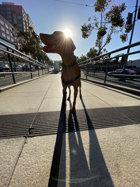 Sunny Dog-walk in the City