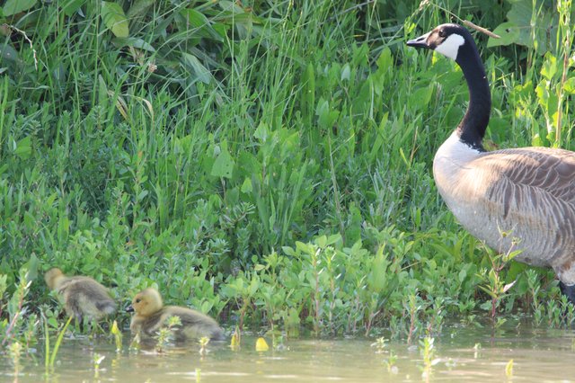 Canada Goose with Goslings at Water's Edge
