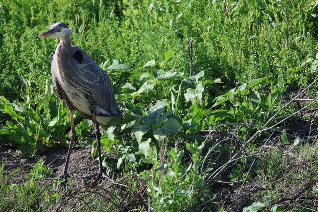 Great Blue Heron Standing Among Lush Wetland Vegetation