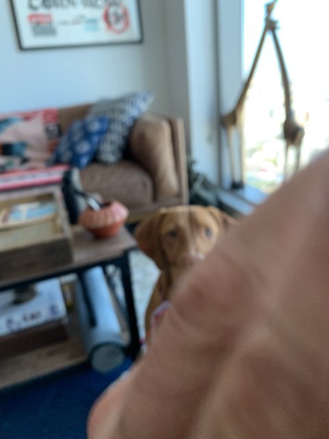 Blurry Canine in a Cozy Living Room