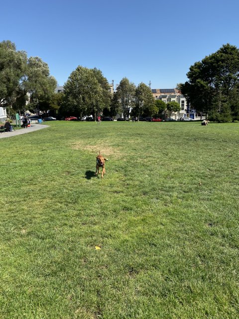 Frisbee Fun at Duboce Park