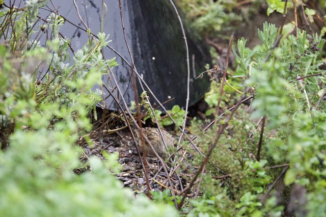 Camouflaged Bird Among Green Shrubs and Twigs