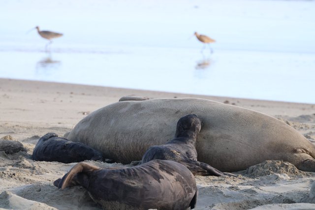 Elephant Seal Family Resting on Drakes Beach