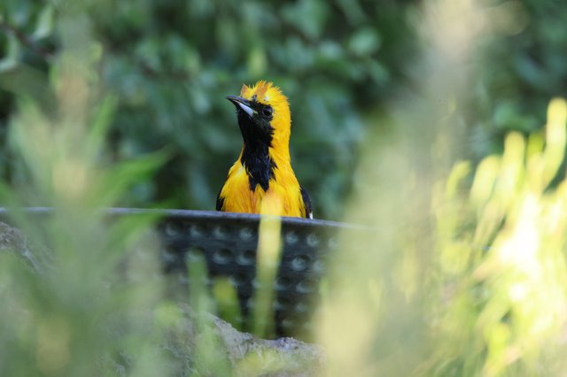 Hooded Oriole Perched Behind Foliage in Natural Habitat
