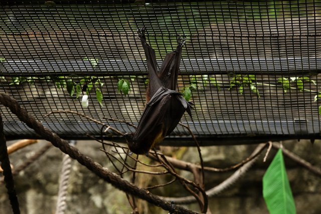 Serene Slumber: Oakland Zoo's Bat Exhibit