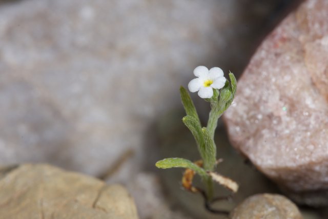 A Delicate Geranium in a Rocky Landscape