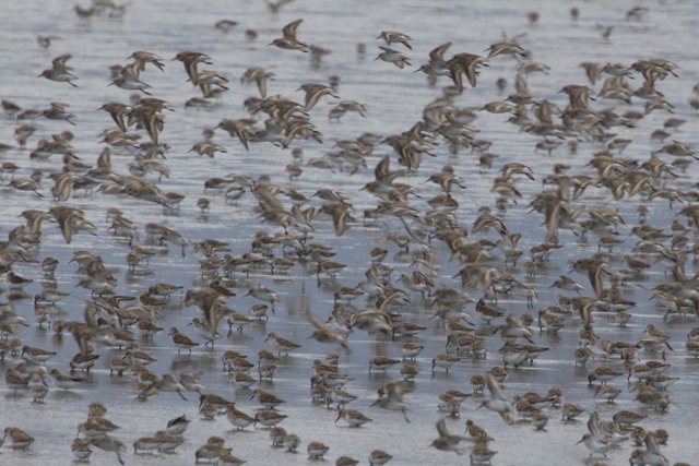 Flight of the Sandpipers