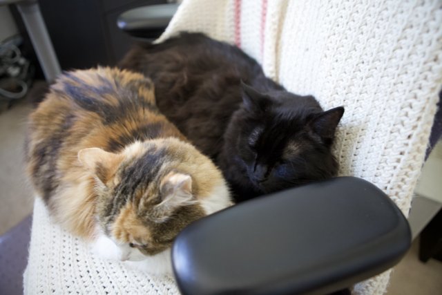 A Feline Duo Resting Comfortably