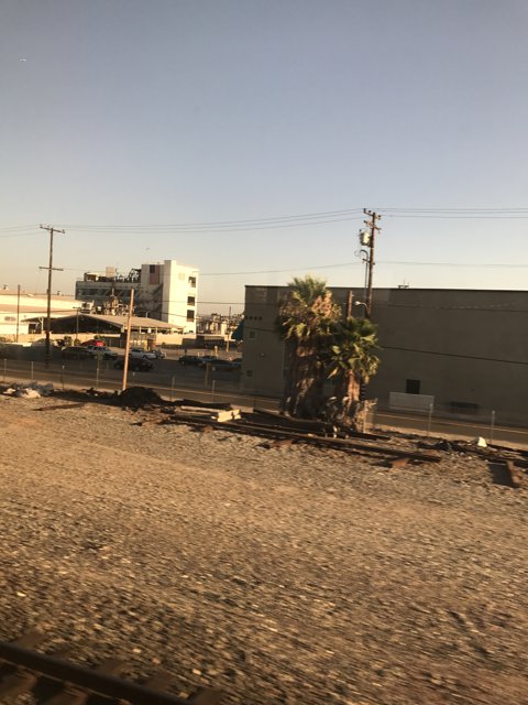 Summer Train Tracks and Palm Trees