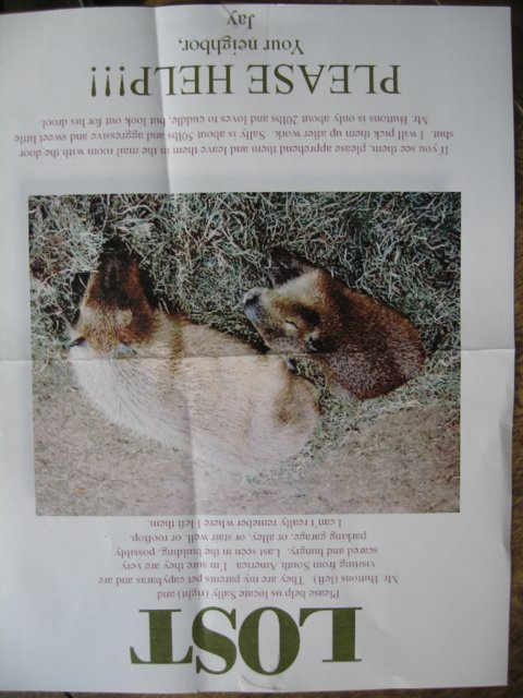 In the Wild: A Kit Fox Poster