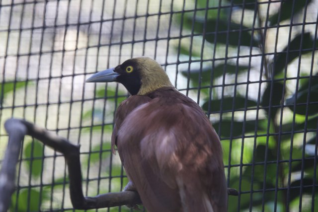 Glimpse Through the Grid: Avian Majesty at Honolulu Zoo