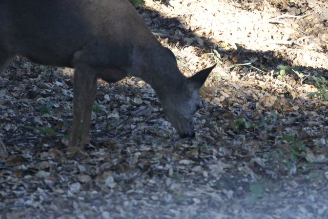 Morning Grazer