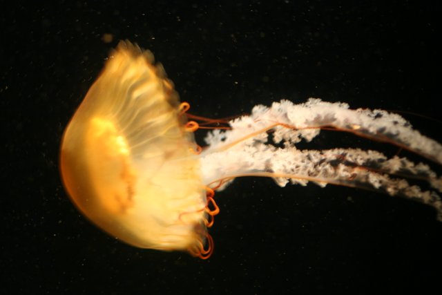 Graceful Jellyfish