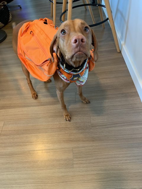 Adventure Time with Orange Backpack Dog