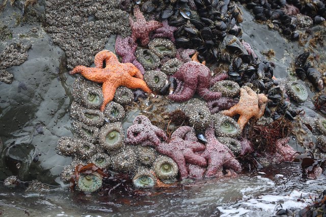 Vibrant Sea Stars and Anemones in Pacific Tide Pools