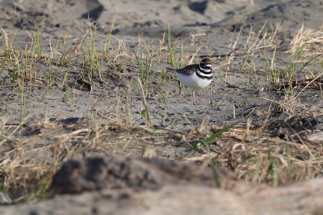 Killdeer Plover on Sandy Beach Habitat