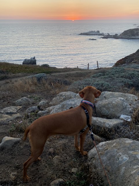 Overlooking the Ocean with my Vizsla